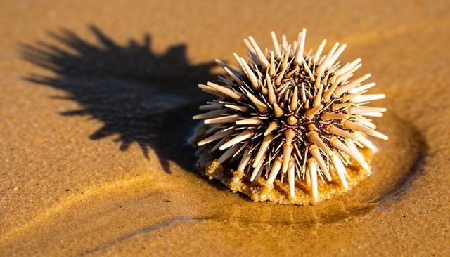 Resting spiny sea urchin on wet sand casting long shadow in sunlit tidal pool close-up