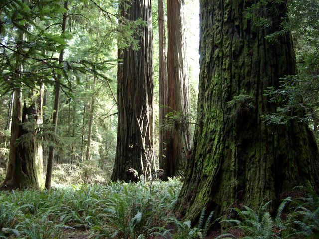 Majestic Redwood Forest with Moss-Covered Trees and Ferns - Download Free Stock Photos Pikwizard.com