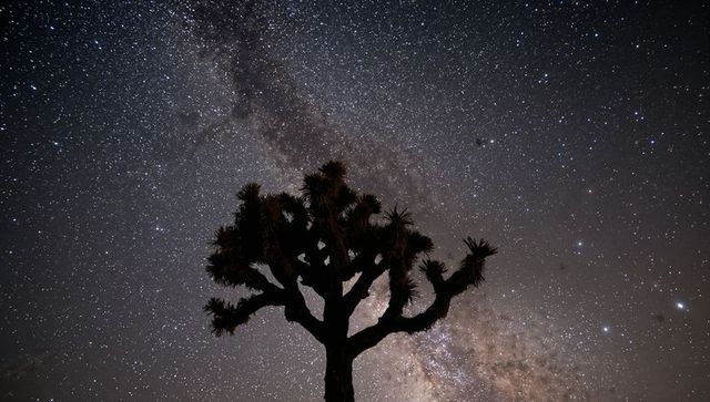 Standing joshua tree silhouetting against milky way over desert night sky panorama