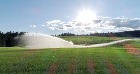 Efficient Irrigation Sprinkling Lush Field Under Bright Sun - Download Free Stock Images Pikwizard.com