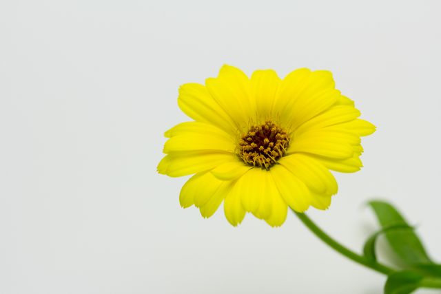 The brightly colored yellow marigold flower stands out against a white background, making it an ideal image for nature-focused projects. Great for use in gardening content, botanical studies, educational materials, nature blogs, and decorative design elements.