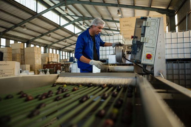 Attentive worker putting olive in machine in factory