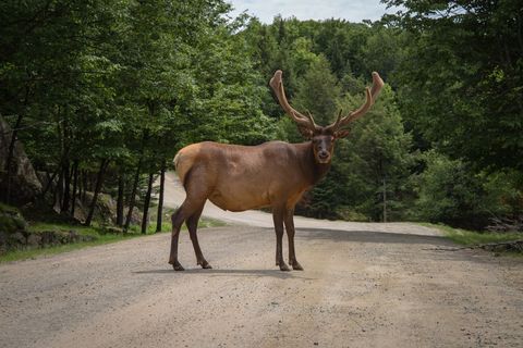 Bull Elk Standing on Dirt Road with Velvet Antlers in Lush Green Forest