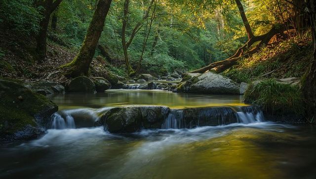 Flowing forest stream over moss-covered boulders, sunlit creek reflecting golden light