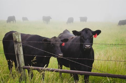 Morning mist pasture with curious black cows at wooden fence, ear-tagged beef cattle grazing
