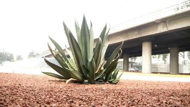 Agave plant grows in a red gravel area under highway overpass. Suitable for urban gardening content, nature vs. city topics, infrastructure, urban landscape designs.