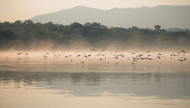 Gliding flock of waterbirds flying low over misty lake at dawn, reflecting on calm water