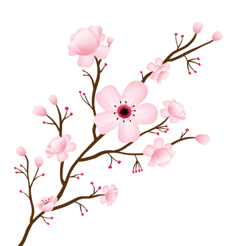 Transparent background cherry blossom branch with delicate flowers