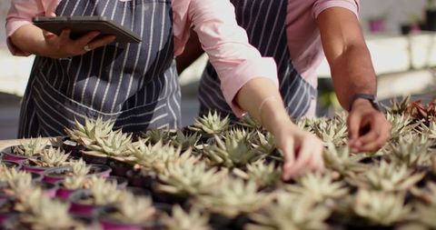 Gardeners Using Technology to Manage Succulent Nursery in Greenhouse