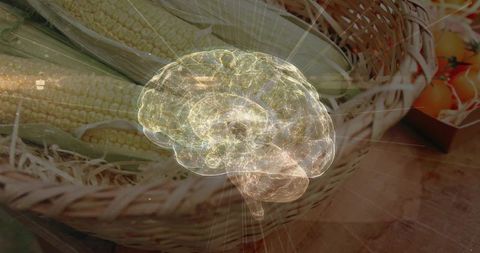 Holographic brain rotating over produce basket of corn and tomatoes for health tech