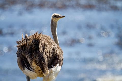 Ostrich Standing by Sparkling Blue Water