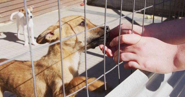 Hands of caucasian woman petting dog standing behind fence in dog shelter. Animals, support and temporary home, unaltered.