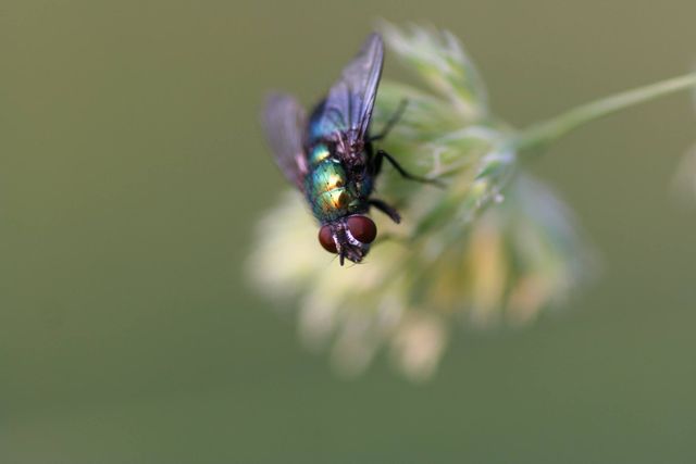 This photograph shows a detailed close-up of a green bottle fly perched on a flower, with a blurred background enhancing the focus on the insect. Perfect for use in educational materials about insect life, nature photography collections, environmental websites, and blogs about wildlife and ecosystems.