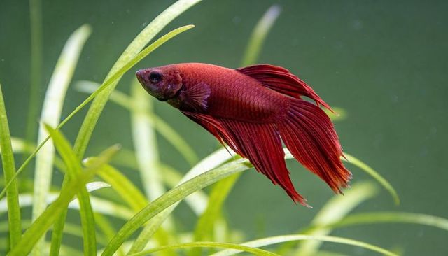 Crimson betta splendens gliding through lush green aquarium plants, underwater elegance