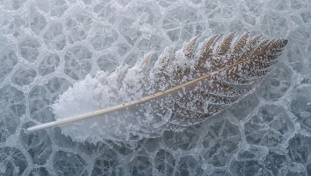 Frosted feather resting on cracked pond ice showing hoarfrost, delicate barbs and honeycomb bubbles