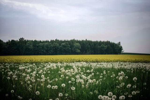 Tranquil Field of Dandelions and Blossoming Meadow - Download Free Stock Photos Pikwizard.com