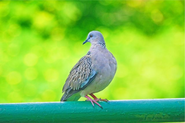 This image showcases a dove resting on a metal fence against a lush, vibrant green backdrop. Perfect for themes of tranquility, wildlife, and nature appreciation. Can be used in educational materials, environmental campaigns, blogs about birds, and outdoor-focused imagery.