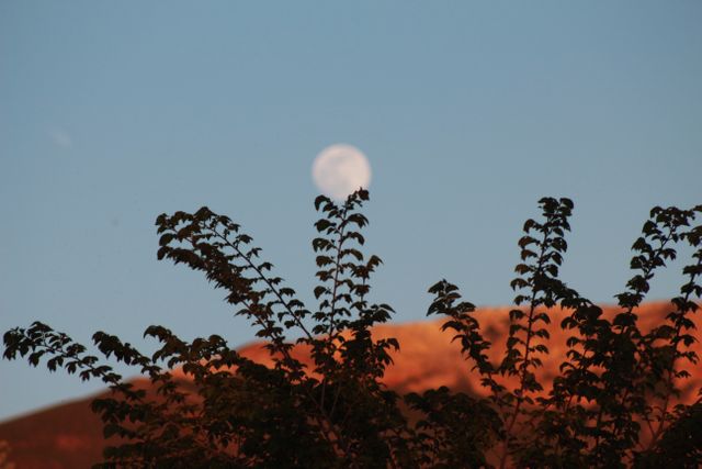 Full moon rising over gently rolling hills with silhouetted tree branches in the foreground. The clear evening sky transitions from light blue to dusk. Ideal for nature-themed projects, serene landscapes, tranquil evening scenes, and illustrative backgrounds in presentations or websites related to astronomy, outdoor activities, or themes of calm and tranquility.