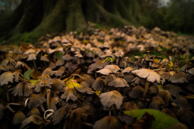 Dense cluster of mushrooms growing on forest floor with dark tones creating a mysterious atmosphere. Ideal for use in nature publications, educational materials on fungi, environmental awareness campaigns, and autumn-themed designs.
