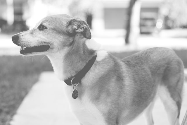 This image shows a side profile of a dog standing outdoors, wearing a collar. The dog appears relaxed and obedient, making it an ideal visual for pet care advertisements, animal behavior articles, and canine training content.