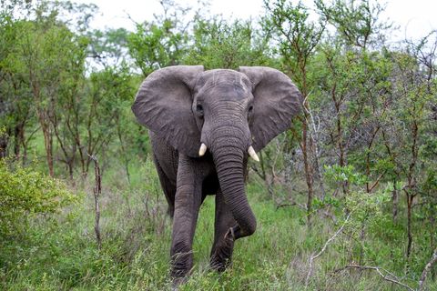 African elephant walking through green bushland facing camera wild safari wildlife