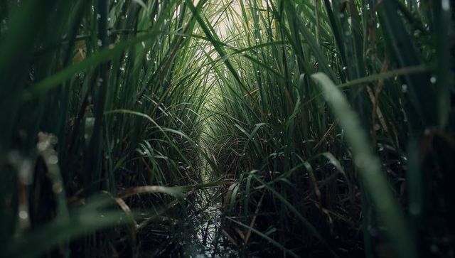 Narrow wetland corridor framing tall reeds and green archway over shallow reflective water