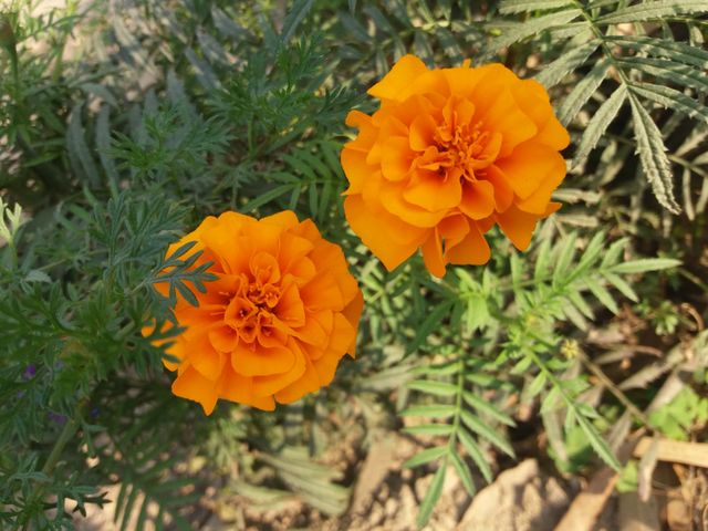 Bright Orange Marigold Flowers Blooming in Garden - Download Free Stock Photos Pikwizard.com