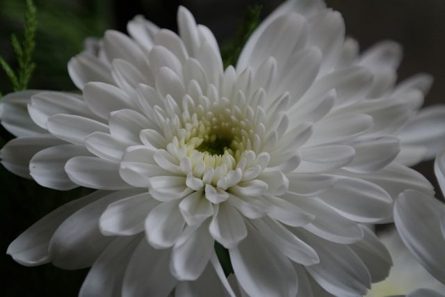 Close-up of White Chrysanthemum Flower in Full Bloom - Download Free Stock Photos Pikwizard.com