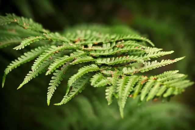 Close-Up of Vibrant Green Fern Leaves in Tropical Forest - Download Free Stock Photos Pikwizard.com