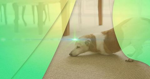 Sunlit brown and white dog lounging with head on beige carpet in cozy home interior