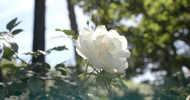 Close-up image of a white rose blooming in the sunlight, surrounded by greenery. The delicate petals and soft light create a serene and peaceful atmosphere. Perfect for use in nature-themed projects, garden and flower promotions, or as a calming background in design work.
