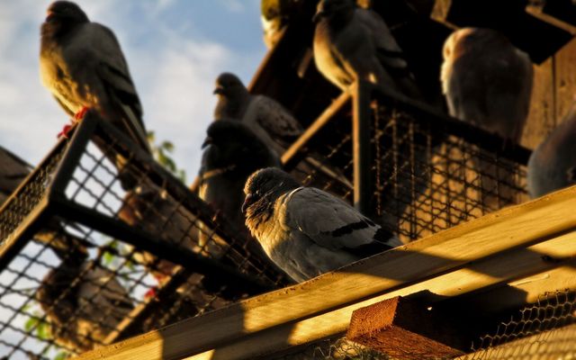 Group of pigeons perching on a rooftop during sunset, highlighting urban wildlife. Use for themes on birdwatching, city life, nature in urban areas, and environment.