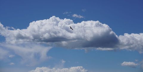 Serene sky with soaring bird
