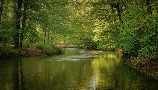 Meandering forest stream reflecting lush green canopy, tranquil woodland river scene