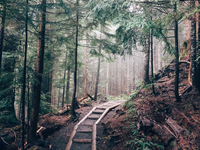 Serene Forest Trail with Wooden Steps on a Misty Morning - Download Free Stock Photos Pikwizard.com