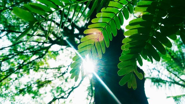 Sunlight shining through green leaves creates vibrant and serene atmosphere. Perfect for nature-themed projects, environmental campaigns, wellness blogs, and outdoor lifestyle promotions.