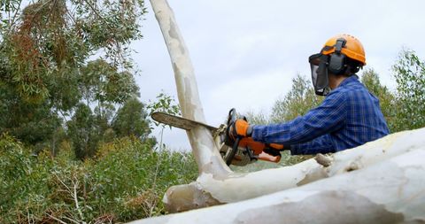 Lumberjack Cutting Tree with Chainsaw Using Safety Gear Outdoors - Download Free Stock Images Pikwizard.com