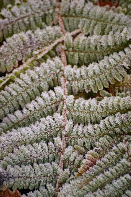 Close-up view of fern leaves covered in frost during a cold morning. Ideal for use in seasonal content, winter-themed designs, nature blogs, or educational materials about plant life and weather conditions.
