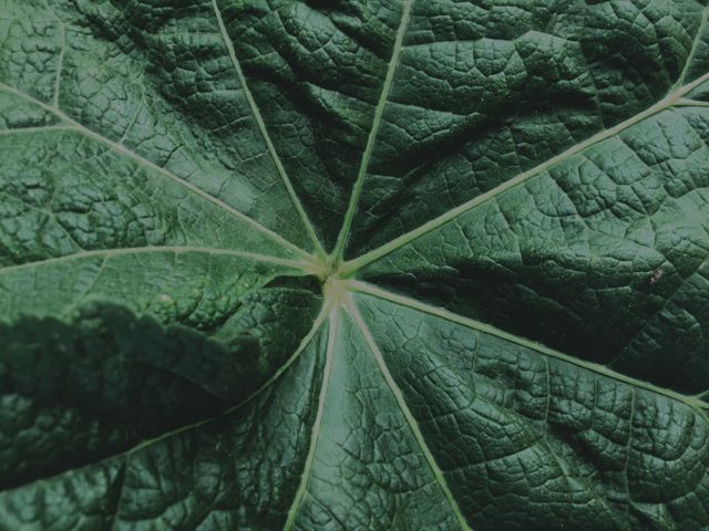 Detailed close-up showing texture and veining of green leaf. Perfect for nature-themed designs, background or wallpaper, eco-friendly campaigns, botanical studies, and plant identification resources.