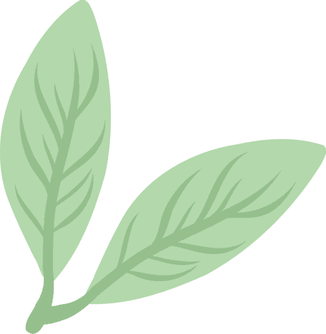Minimalist green leaves illustration on transparent background