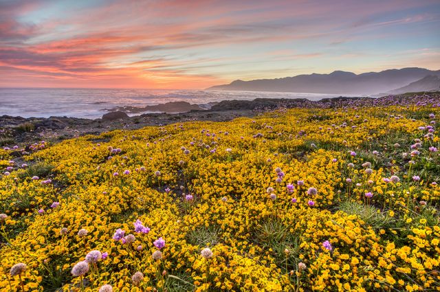 Vibrant sunset over coastal mountains with foreground covered in blooming wildflowers. Perfect for use in travel guides, nature documentaries, and scenic wallpapers. Ideal for promoting environmental awareness and nature retreats.