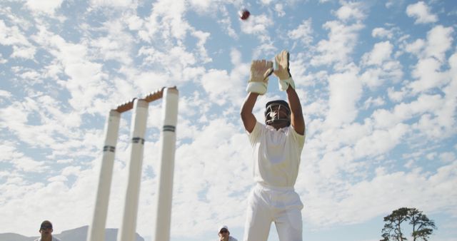 Cricket Player in Action Catching Ball on Sunny Day - Download Free Stock Images Pikwizard.com