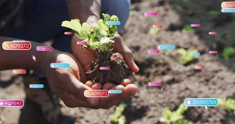 Farmer Using Agritech Innovation to Analyze Lettuce Seedling