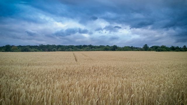 Expansive golden wheat field under a dark, stormy sky. Ideal for illustrating agricultural themes, rural landscapes, and natural beauty. Useful for websites, blogs about farming, nature, or weather.