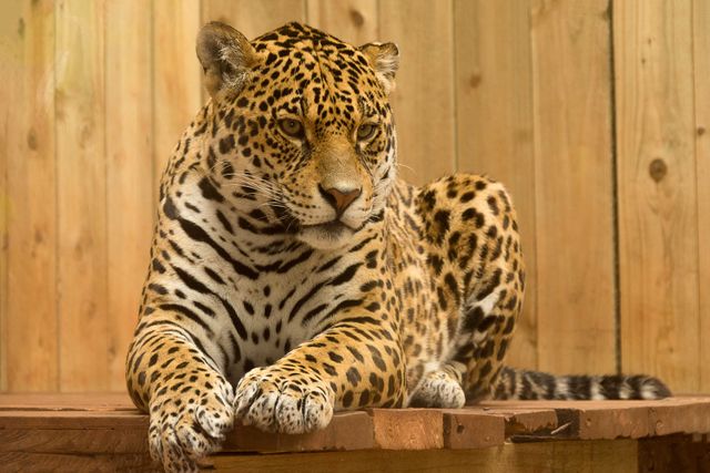 Majestic jaguar resting on wooden platform, showcasing its strong build and beautiful spotted fur. Perfect for wildlife articles, educational content about big cats, and promotional material for zoos and wildlife conservation campaigns.