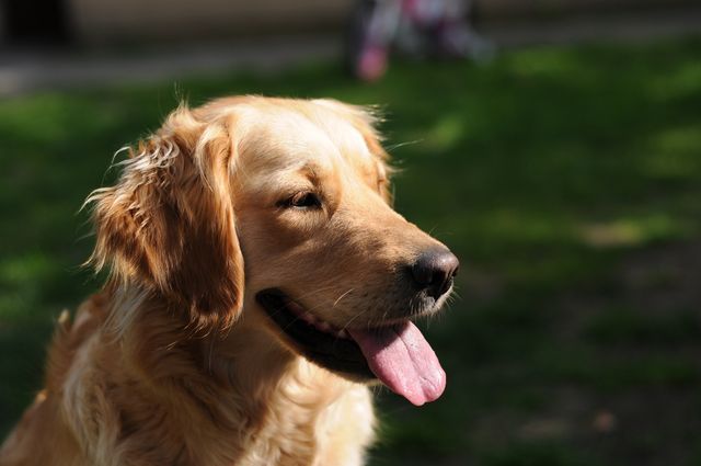 Golden Retriever relaxing in a grassy area on a sunny day with mouth open and tongue out. Perfect for use in pet care websites, dog lover blogs, outdoor activity promotions, or animal behavior studies.