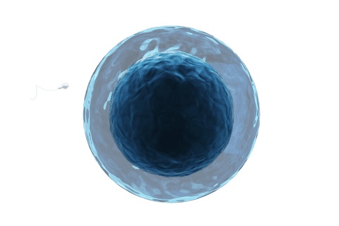 sperm cell penetrating transparent ovum close-up - Download Free Stock Videos Pikwizard.com