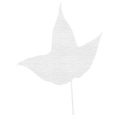Leaf Silhouette with Copy Space on Transparent Background - Download Free Stock Videos Pikwizard.com