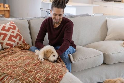 Man petting golden retriever puppy on light gray sofa enjoying cozy home comfort