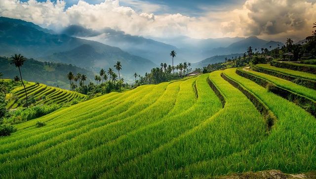 Terraced rice paddies cascading down tropical hills with palm trees and misty mountains